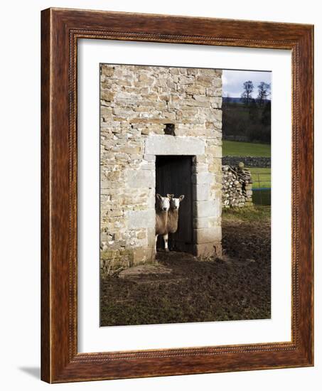 Two Sheep in a Field Barn Near Aysgarth, Yorkshire Dales, England, United Kingdom, Europe-Mark Sunderland-Framed Photographic Print