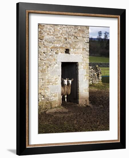 Two Sheep in a Field Barn Near Aysgarth, Yorkshire Dales, England, United Kingdom, Europe-Mark Sunderland-Framed Photographic Print