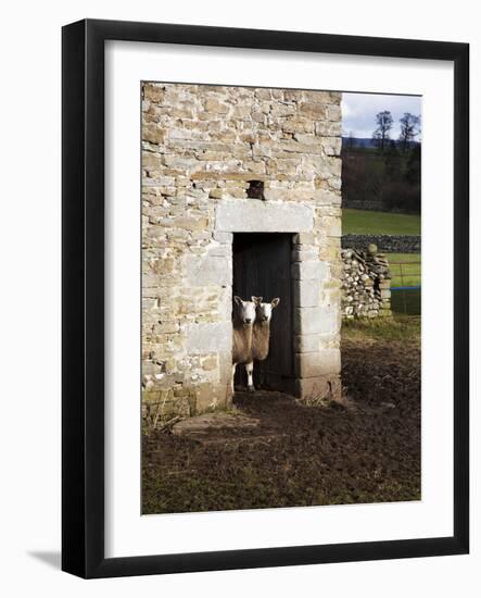 Two Sheep in a Field Barn Near Aysgarth, Yorkshire Dales, England, United Kingdom, Europe-Mark Sunderland-Framed Photographic Print