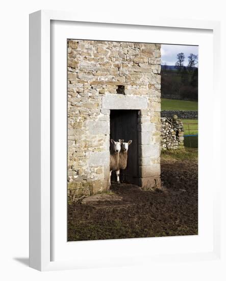 Two Sheep in a Field Barn Near Aysgarth, Yorkshire Dales, England, United Kingdom, Europe-Mark Sunderland-Framed Photographic Print