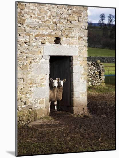 Two Sheep in a Field Barn Near Aysgarth, Yorkshire Dales, England, United Kingdom, Europe-Mark Sunderland-Mounted Photographic Print