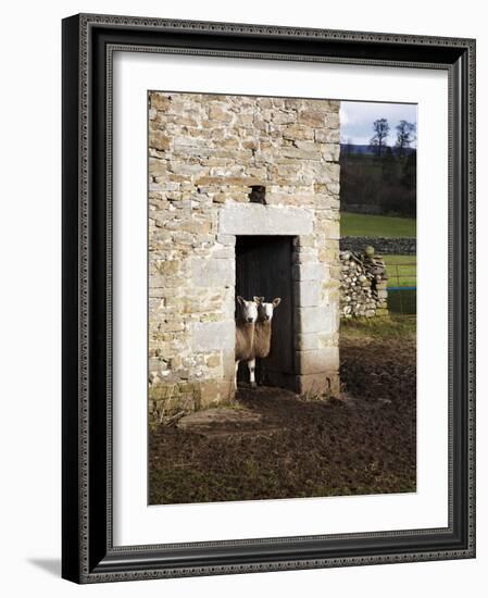 Two Sheep in a Field Barn Near Aysgarth, Yorkshire Dales, England, United Kingdom, Europe-Mark Sunderland-Framed Photographic Print