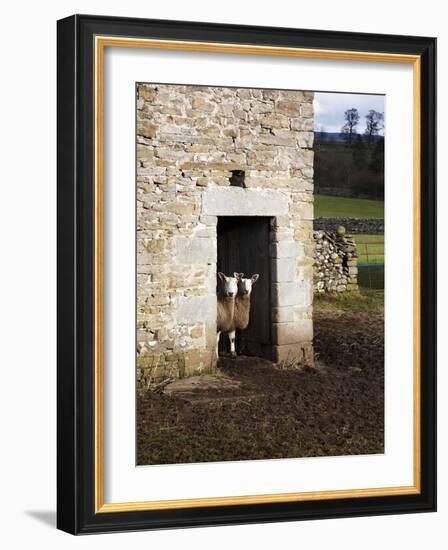 Two Sheep in a Field Barn Near Aysgarth, Yorkshire Dales, England, United Kingdom, Europe-Mark Sunderland-Framed Photographic Print