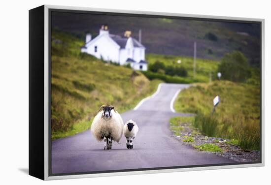 Two Sheep Walking on Street in Scotland-OtmarW-Framed Premier Image Canvas