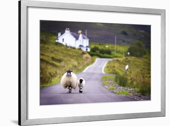 Two Sheep Walking on Street in Scotland-OtmarW-Framed Photographic Print
