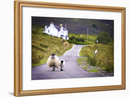 Two Sheep Walking on Street in Scotland-OtmarW-Framed Photographic Print