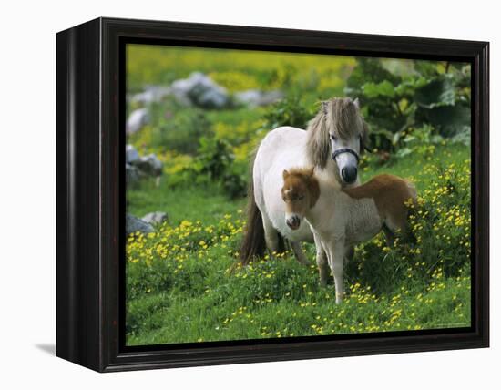 Two Shetland Ponies, Shetland Islands, Scotland, UK, Europe-David Tipling-Framed Premier Image Canvas