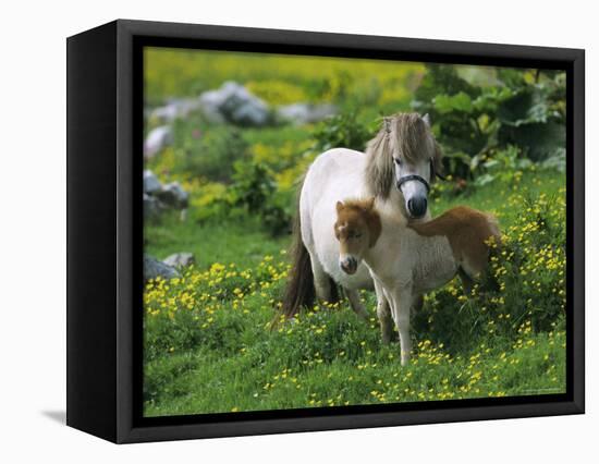 Two Shetland Ponies, Shetland Islands, Scotland, UK, Europe-David Tipling-Framed Premier Image Canvas