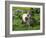 Two Shetland Ponies, Shetland Islands, Scotland, UK, Europe-David Tipling-Framed Photographic Print