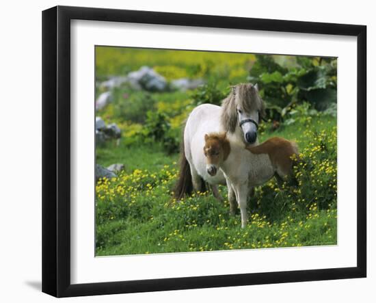 Two Shetland Ponies, Shetland Islands, Scotland, UK, Europe-David Tipling-Framed Photographic Print