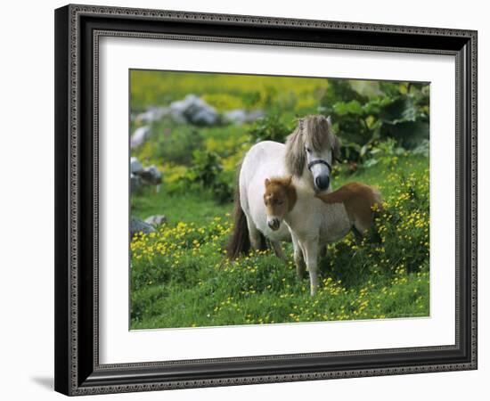 Two Shetland Ponies, Shetland Islands, Scotland, UK, Europe-David Tipling-Framed Photographic Print