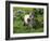 Two Shetland Ponies, Shetland Islands, Scotland, UK, Europe-David Tipling-Framed Photographic Print