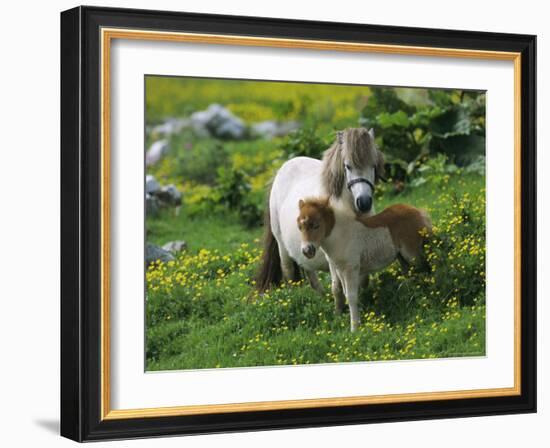 Two Shetland Ponies, Shetland Islands, Scotland, UK, Europe-David Tipling-Framed Photographic Print