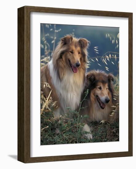 Two Shetland Sheepdogs Panting-Adriano Bacchella-Framed Photographic Print