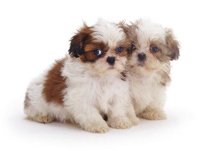 7 week old shih tzu puppies