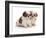 Two Shih Tzu Pups Sitting Together, 7 Weeks Old-Jane Burton-Framed Photographic Print