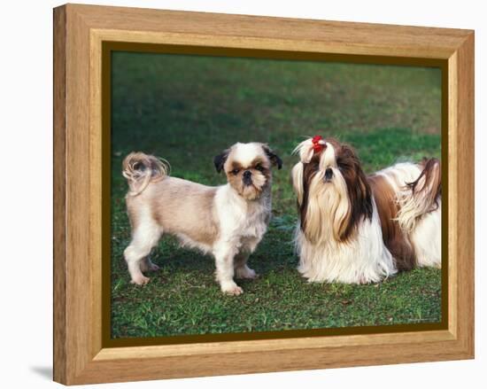 Two Shih Tzus, One Has Been Clipped and the Other with Groomed Long Hair-Adriano Bacchella-Framed Premier Image Canvas