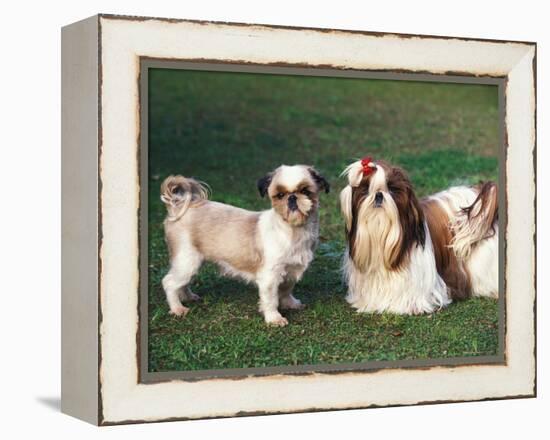 Two Shih Tzus, One Has Been Clipped and the Other with Groomed Long Hair-Adriano Bacchella-Framed Premier Image Canvas