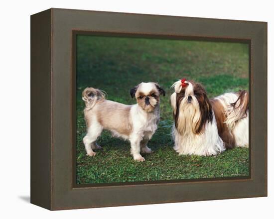 Two Shih Tzus, One Has Been Clipped and the Other with Groomed Long Hair-Adriano Bacchella-Framed Premier Image Canvas