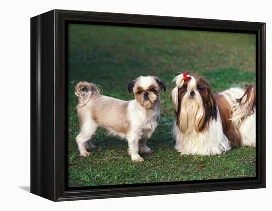 Two Shih Tzus, One Has Been Clipped and the Other with Groomed Long Hair-Adriano Bacchella-Framed Premier Image Canvas