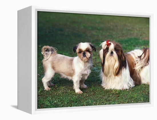 Two Shih Tzus, One Has Been Clipped and the Other with Groomed Long Hair-Adriano Bacchella-Framed Premier Image Canvas