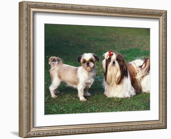 Two Shih Tzus, One Has Been Clipped and the Other with Groomed Long Hair-Adriano Bacchella-Framed Photographic Print