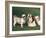 Two Shih Tzus, One Has Been Clipped and the Other with Groomed Long Hair-Adriano Bacchella-Framed Photographic Print