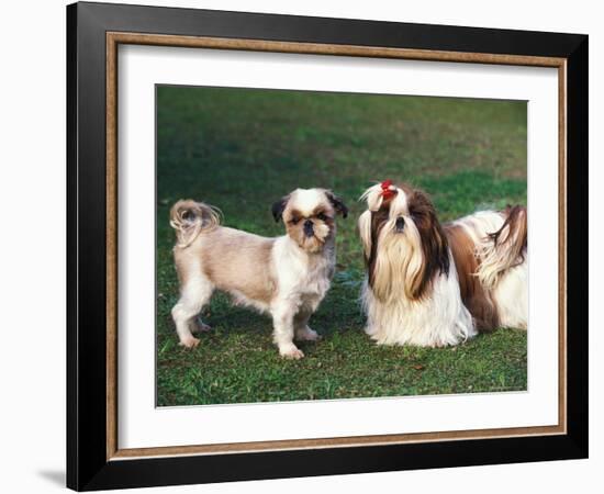 Two Shih Tzus, One Has Been Clipped and the Other with Groomed Long Hair-Adriano Bacchella-Framed Photographic Print