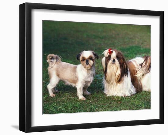 Two Shih Tzus, One Has Been Clipped and the Other with Groomed Long Hair-Adriano Bacchella-Framed Photographic Print