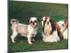 Two Shih Tzus, One Has Been Clipped and the Other with Groomed Long Hair-Adriano Bacchella-Mounted Photographic Print