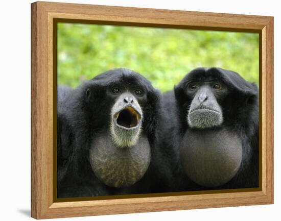 Two Siamang Gibbons Calling, Vocal Pouches Inflated, Endangered, from Se Asia-Eric Baccega-Framed Premier Image Canvas