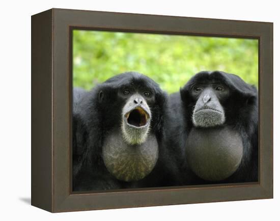 Two Siamang Gibbons Calling, Vocal Pouches Inflated, Endangered, from Se Asia-Eric Baccega-Framed Premier Image Canvas