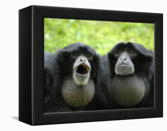 Two Siamang Gibbons Calling, Vocal Pouches Inflated, Endangered, from Se Asia-Eric Baccega-Framed Premier Image Canvas