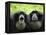 Two Siamang Gibbons Calling, Vocal Pouches Inflated, Endangered, from Se Asia-Eric Baccega-Framed Premier Image Canvas