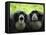 Two Siamang Gibbons Calling, Vocal Pouches Inflated, Endangered, from Se Asia-Eric Baccega-Framed Premier Image Canvas