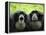 Two Siamang Gibbons Calling, Vocal Pouches Inflated, Endangered, from Se Asia-Eric Baccega-Framed Premier Image Canvas