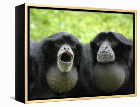 Two Siamang Gibbons Calling, Vocal Pouches Inflated, Endangered, from Se Asia-Eric Baccega-Framed Premier Image Canvas