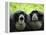 Two Siamang Gibbons Calling, Vocal Pouches Inflated, Endangered, from Se Asia-Eric Baccega-Framed Premier Image Canvas