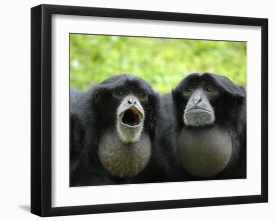 Two Siamang Gibbons Calling, Vocal Pouches Inflated, Endangered, from Se Asia-Eric Baccega-Framed Photographic Print