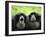 Two Siamang Gibbons Calling, Vocal Pouches Inflated, Endangered, from Se Asia-Eric Baccega-Framed Photographic Print