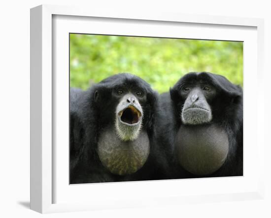 Two Siamang Gibbons Calling, Vocal Pouches Inflated, Endangered, from Se Asia-Eric Baccega-Framed Photographic Print