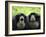 Two Siamang Gibbons Calling, Vocal Pouches Inflated, Endangered, from Se Asia-Eric Baccega-Framed Photographic Print