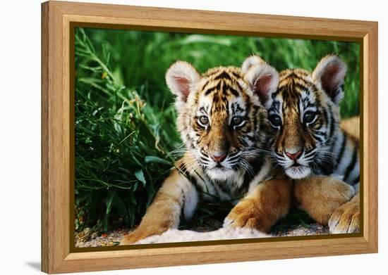Two Siberian Tiger Cubs-W^ Perry Conway-Framed Premier Image Canvas