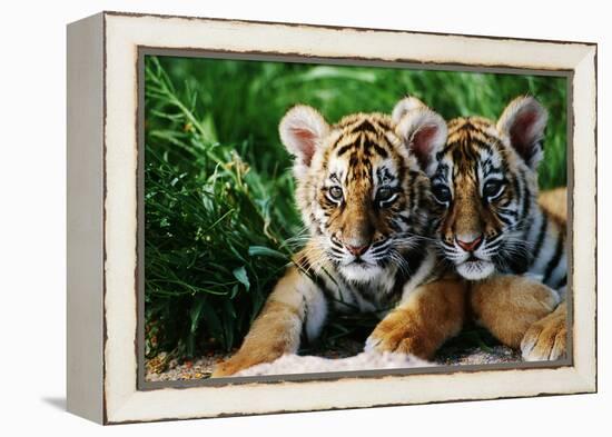 Two Siberian Tiger Cubs-W^ Perry Conway-Framed Premier Image Canvas