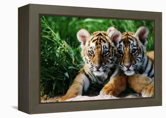 Two Siberian Tiger Cubs-W^ Perry Conway-Framed Premier Image Canvas