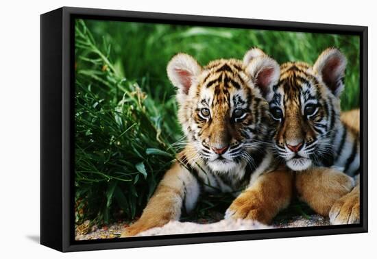 Two Siberian Tiger Cubs-W^ Perry Conway-Framed Premier Image Canvas