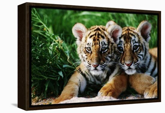 Two Siberian Tiger Cubs-W^ Perry Conway-Framed Premier Image Canvas