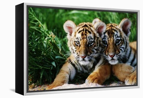 Two Siberian Tiger Cubs-W^ Perry Conway-Framed Premier Image Canvas