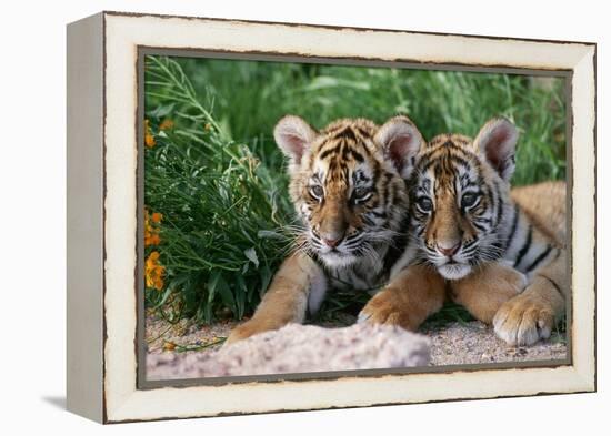 Two Siberian Tiger Cubs-W^ Perry Conway-Framed Premier Image Canvas