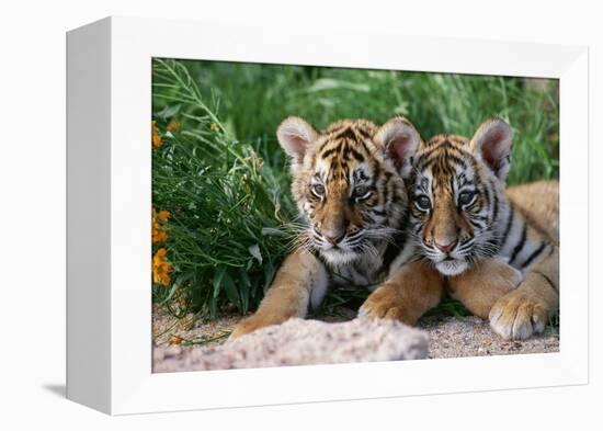 Two Siberian Tiger Cubs-W^ Perry Conway-Framed Premier Image Canvas